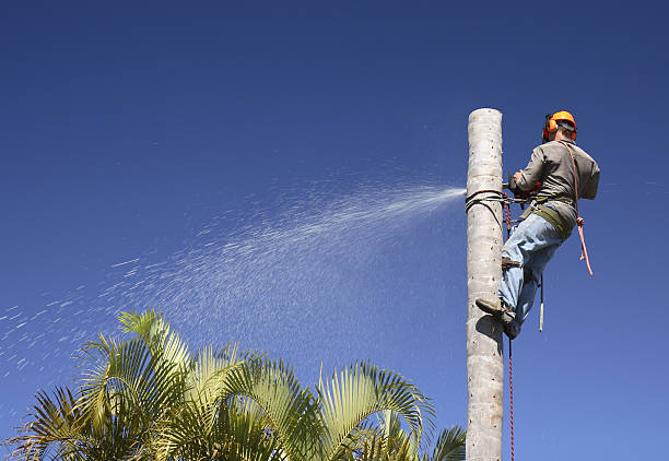 Best Tree Mulching  in Elwood, KS