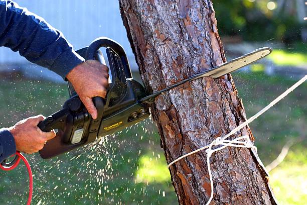 How Our Tree Care Process Works  in  Elwood, KS