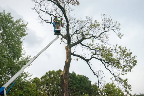 Reliable Elwood, KS Tree Removal Services Solutions