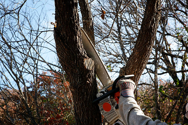 Best Tree Preservation Services  in Elwood, KS