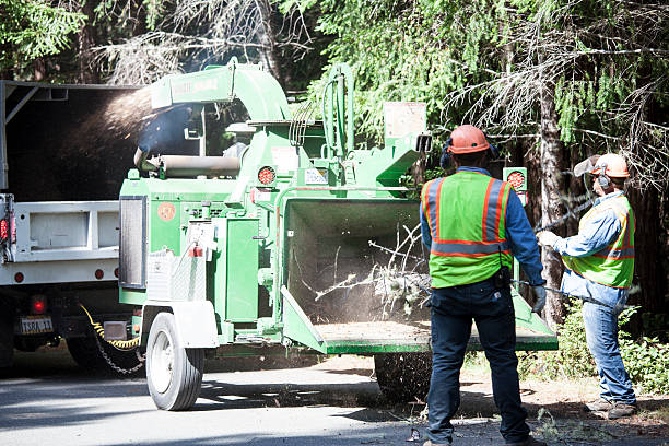 Best Tree Disease Treatment  in Elwood, KS